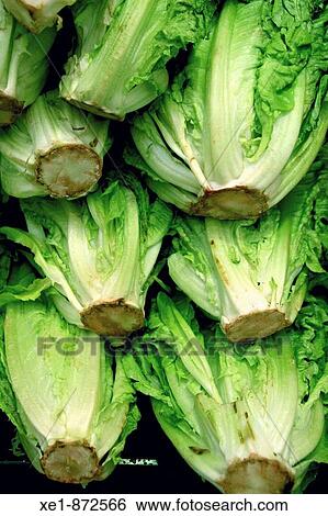 Stock Photograph - Lettuces. Fira de la Garriga? 09, Barcelona province, Catalonia, Spain. Fotosearch