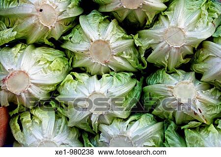 Lettuces View Large Photo Image Stock Photo - Lettuces. Fotosearch