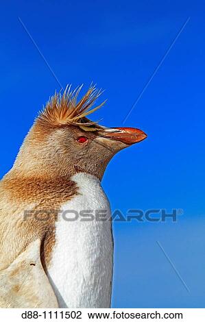 Stock Image - Leucistic Western Rockhopper Penguin (Eudyptes chrysocome chrysocome). Pebble Island, Falkland Islands. Fotosearch