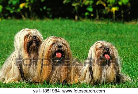 Lhassa Apso or Lhasa Apso, Group of Adult sitting on Grass with Tongue Out View Large Photo Image Picture - Lhassa Apso or Lhasa Apso, Group of Adult sitting on Grass with Tongue Out. Fotosearch