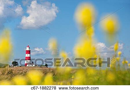 Light House & Toadflax flowers Happisburgh Norfolk UK September View Large Photo Image Stock Photo - Light House & Toadflax flowers Happisburgh Norfolk UK September. Fotosearch