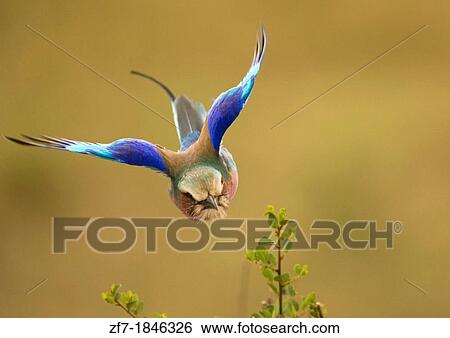 Lilac Breasted Roller Coracias caudatus in flight View Large Photo Image Stock Photograph - Lilac Breasted Roller Coracias caudatus in flight. Fotosearch
