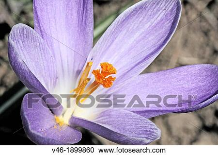 Lilac crocus opens to spring sun View Large Photo Image Stock Image - Lilac crocus opens to spring sun. Fotosearch