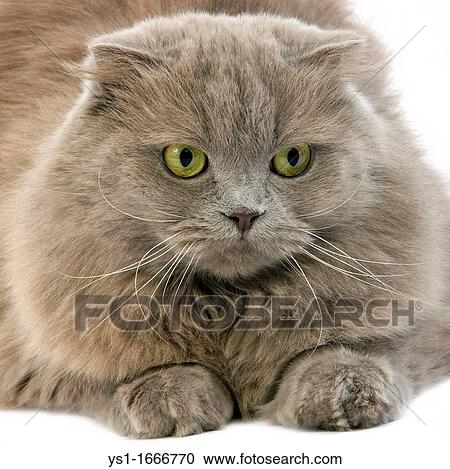 Lilac Self Highland Fold Or Lilac Self Scottish Fold Longhair