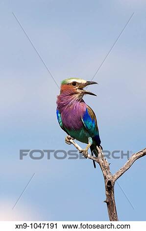 Lilacbreasted roller Coracias caudatus, Etosha National Park, Namibia View Large Photo Image Stock Image - Lilacbreasted roller Coracias caudatus, Etosha National Park, Namibia. Fotosearch