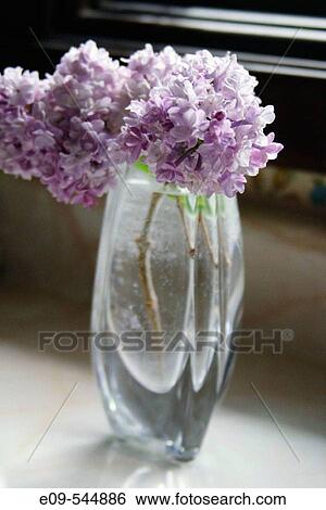 Lilacs in a glass vase on a kitchen counter, sunlit, stems and water drops on stems showing View Large Photo Image Stock Photograph - Lilacs in a glass vase on a kitchen counter, sunlit, stems and water drops on stems showing. Fotosearch
