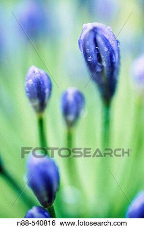 Stock Photograph - Lilies. Fotosearch
