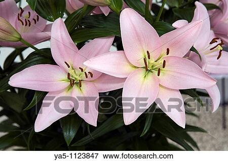 Stock Photo - Lilium candidum Family: Liliaceae. Fotosearch