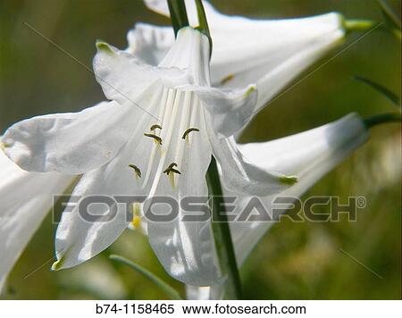 lilium candidum, haute savoie, france View Large Photo Image Stock Photography - lilium candidum, haute savoie, france. Fotosearch