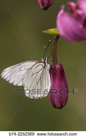 Lilium martagon, chamonix, haute savoie, france. View Large Photo Image Stock Photo - Lilium martagon, chamonix, haute savoie, france.. Fotosearch
