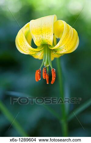 Lilium pyrenaicum Pyrenaicum Lily - Azucena de los Pirineos View Large Photo Image Picture - Lilium pyrenaicum Pyrenaicum Lily - Azucena de los Pirineos. Fotosearch