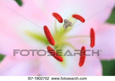 Stock Image - Lily close up. Fotosearch
