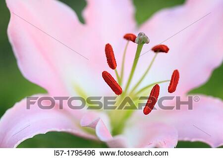 Stock Photograph - Lily close up. Fotosearch