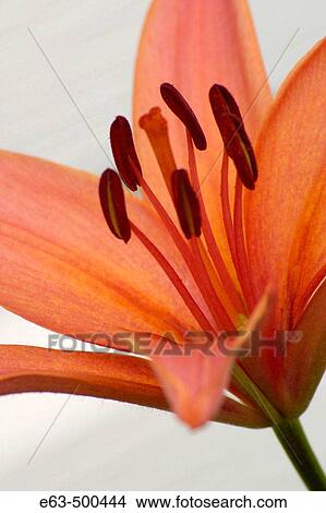 Picture - Lily (Lilium)? Peach Pixie?. Wellington, Ontario, Canada. Fotosearch