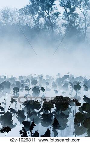 Lily pads in water on foggy morning in Burnsville, Minnesota, USA View Large Photo Image Stock Image - Lily pads in water on foggy morning in Burnsville, Minnesota, USA. Fotosearch