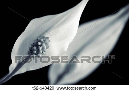 Lily View Large Photo Image Stock Image - Lily. Fotosearch