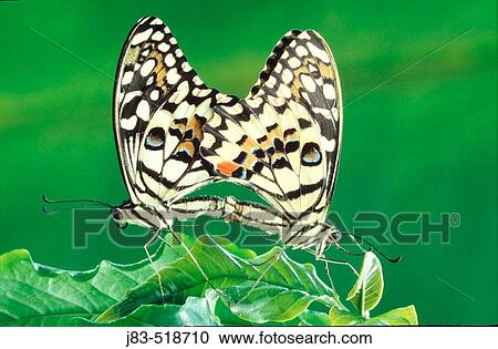 Lime butterfly (Papilio demoleus malayanus), Asia View Large Photo Image Stock Image - Lime butterfly (Papilio demoleus malayanus), Asia. Fotosearch