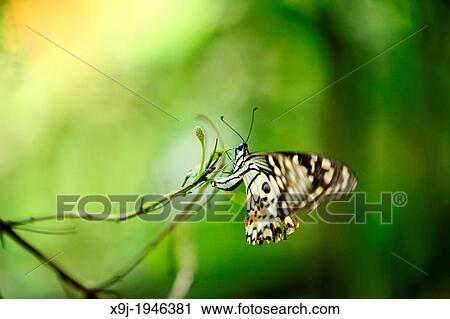 Lime butterfly, Papilio demoleus, Family - PAPILIONIDAE, subfamily - PAPILIONINAE, Tribe - PAPILIONINI, Malaysia, borneo View Large Photo Image Stock Image - Lime butterfly, Papilio demoleus, Family - PAPILIONIDAE, subfamily - PAPILIONINAE, Tribe - PAPILIONINI, Malaysia, borneo. Fotosearch