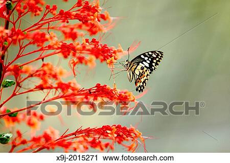 Lime butterfly, Papilio demoleus, Family - PAPILIONIDAE, subfamily - PAPILIONINAE View Large Photo Image Stock Image - Lime butterfly, Papilio demoleus, Family - PAPILIONIDAE, subfamily - PAPILIONINAE. Fotosearch