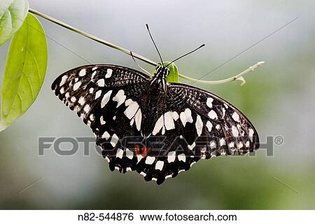 Lime Swallowtail (Papilio demoleus) on small leaf View Large Photo Image Stock Photograph - Lime Swallowtail (Papilio demoleus) on small leaf. Fotosearch