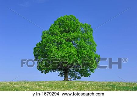 Lime-tree in Blooming Grassland at Spring, Bavaria, Germany View Large Photo Image Picture - Lime-tree in Blooming Grassland at Spring, Bavaria, Germany. Fotosearch
