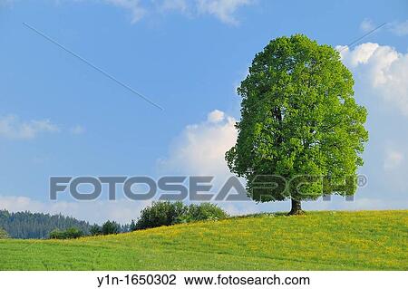 Lime Tree in blooming Grassland at Spring, Kanton Zug, Switzerland View Large Photo Image Stock Image - Lime Tree in blooming Grassland at Spring, Kanton Zug, Switzerland. Fotosearch