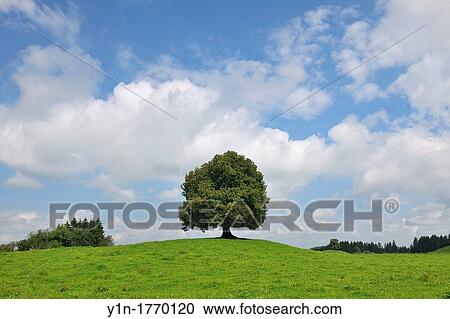 Lime Tree in front of a Sky with Clouds, Summer, Bavaria, Germany, Europe View Large Photo Image Stock Image - Lime Tree in front of a Sky with Clouds, Summer, Bavaria, Germany, Europe. Fotosearch