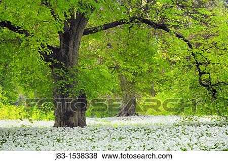 Lime trees and a carpet with blooming Ramsons Wild garlic, Allium ursinum in spring at castle Park Putbus, Insel R? gen, Isle of Ruegen, Mecklenburg-Vorpommern, Germany View Large Photo Image Stock Photo - Lime trees and a carpet with blooming Ramsons Wild garlic, Allium ursinum in spring at castle Park Putbus, Insel R? gen, Isle of Ruegen, Mecklenburg-Vorpommern, Germany. Fotosearch