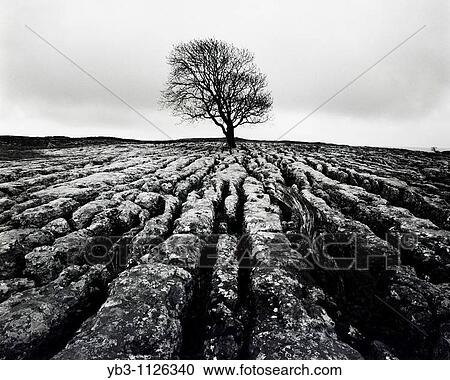 Limestone Pavement, Malham, Yorkshire, England View Large Photo Image Stock Image - Limestone Pavement, Malham, Yorkshire, England. Fotosearch