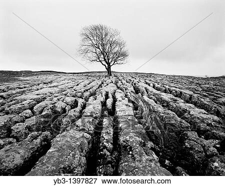 Limestone Pavement, Malham, Yorkshire Dales, England View Large Photo Image Stock Photo - Limestone Pavement, Malham, Yorkshire Dales, England. Fotosearch