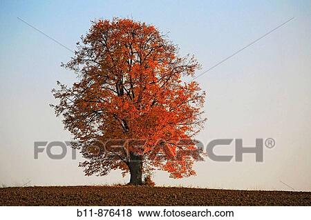 Limetree in autumn View Large Photo Image Stock Photo - Limetree in autumn. Fotosearch