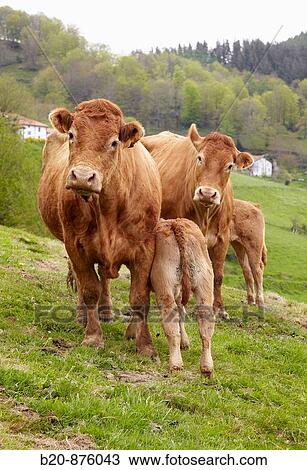 Limousin cattle, Beizama, Gipuzkoa, Basque Country, Spain View Large Photo Image Stock Image - Limousin cattle, Beizama, Gipuzkoa, Basque Country, Spain. Fotosearch