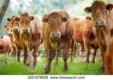 Limousin cows, cattle, Beizama, Guipuzcoa, Basque Country, Spain View Large Photo Image Stock Photo - Limousin cows, cattle, Beizama, Guipuzcoa, Basque Country, Spain. Fotosearch