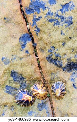 Limpets on rock, beach of Somocuevas, Costa Quebrada, Pi? lagos, Cantabria, Spain View Large Photo Image Stock Photography - Limpets on rock, beach of Somocuevas, Costa Quebrada, Pi? lagos, Cantabria, Spain. Fotosearch
