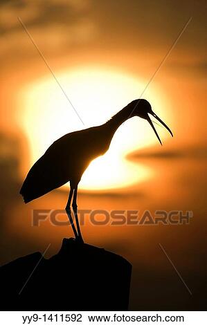 Stock Image - Limpkin in the Sunset - Green Cay Wetlands - Delray Beach, Florida USA. Fotosearch