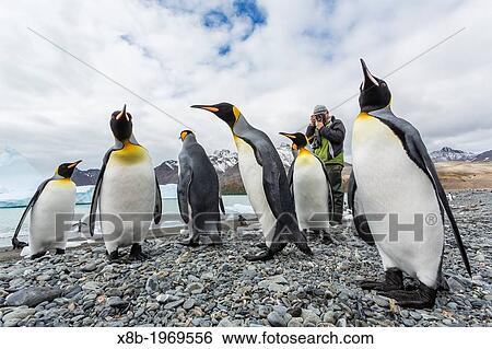 Stock Photograph - Lindblad Expeditions EL Bud Lenhausen photographing king penguins in Fortuna Bay, South Georgia, South Atlantic Ocean.. Fotosearch