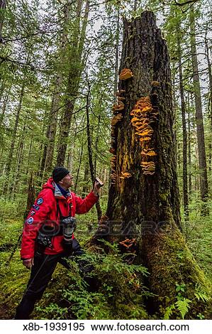 Lindblad Expeditions guests photographing mushrooms in Williams Cove, Tracy Arm, Southeast Alaska, USA. View Large Photo Image Stock Photography - Lindblad Expeditions guests photographing mushrooms in Williams Cove, Tracy Arm, Southeast Alaska, USA.. Fotosearch
