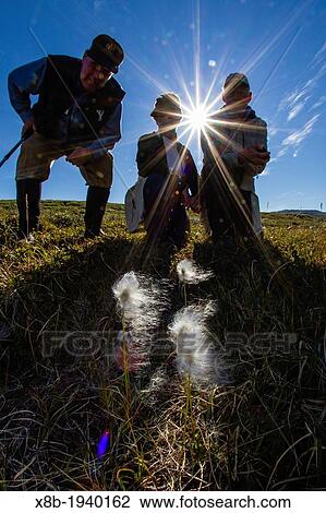 Lindblad Expeditions guests with cottongrass Eriophorum callitrix in Heckla Haven, Northeast Greenland Model Release LA081412 View Large Photo Image Stock Image - Lindblad Expeditions guests with cottongrass Eriophorum callitrix in Heckla Haven, Northeast Greenland Model Release LA081412. Fotosearch