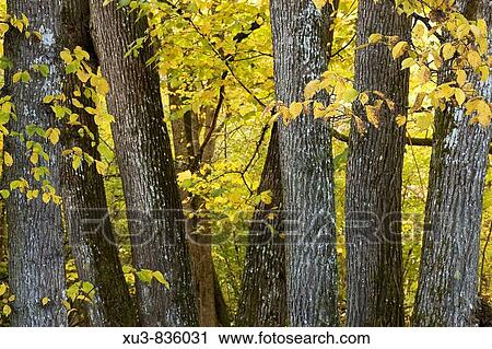 Stock Image - Linden forest. Fotosearch