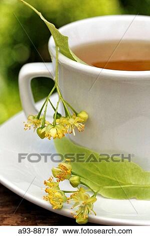 Linden tree infusion (Tilia platiphyllos or cordata) View Large Photo Image Stock Photo - Linden tree infusion (Tilia platiphyllos or cordata). Fotosearch