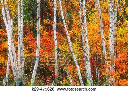 Line of birch tree trunks with autumn colour. Lively. Ontario. Canada. View Large Photo Image Stock Photo - Line of birch tree trunks with autumn colour. Lively. Ontario. Canada.. Fotosearch