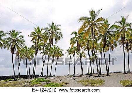 Line of Palm Trees Puuhonua O Honaunau National Historic Park City of Refuge Kona Hawaii Pacific Ocean View Large Photo Image Stock Image - Line of Palm Trees Puuhonua O Honaunau National Historic Park City of Refuge Kona Hawaii Pacific Ocean. Fotosearch