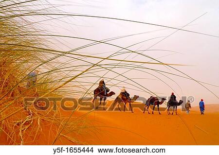 Lined up camel caravan at the sand dunes of the Sahara desert View Large Photo Image Picture - Lined up camel caravan at the sand dunes of the Sahara desert. Fotosearch