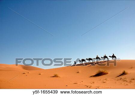 Lined up camel caravan at the sand dunes of the Sahara desert View Large Photo Image Stock Photo - Lined up camel caravan at the sand dunes of the Sahara desert. Fotosearch