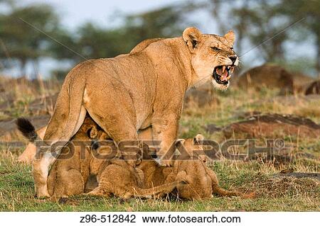 Lion and cubs (Panthera leo). Masai Mara. Kenya View Large Photo Image Stock Image - Lion and cubs (Panthera leo). Masai Mara. Kenya. Fotosearch