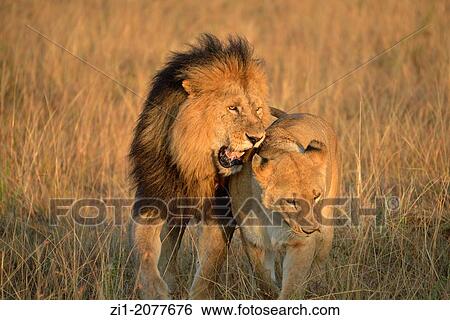 lion and lioness in Masai Mara, Kenia View Large Photo Image Stock Photograph - lion and lioness in Masai Mara, Kenia. Fotosearch
