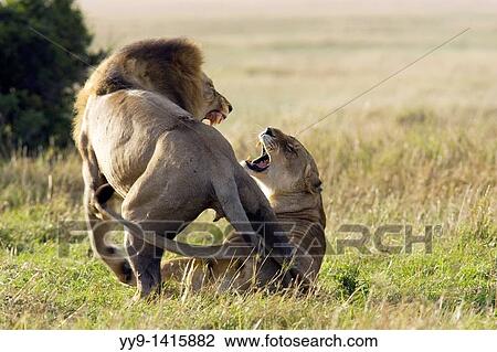 Stock Image - Lion couple mating - Masai Mara National Reserve, Kenya. Fotosearch