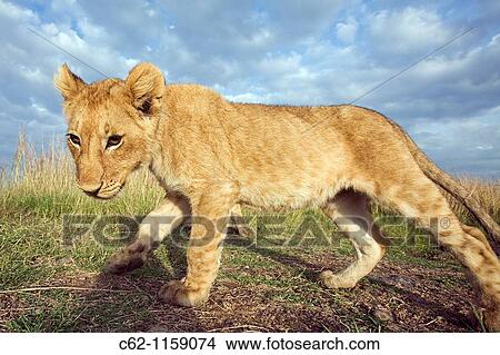 Lion cub (Panthera leo) -wide angle perspective-, Maasai Mara National Reserve, Kenya View Large Photo Image Picture - Lion cub (Panthera leo) -wide angle perspective-, Maasai Mara National Reserve, Kenya. Fotosearch
