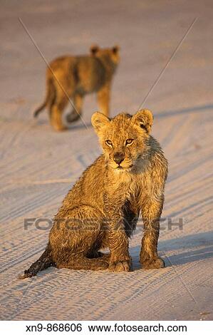 Lion cubs (Panthera leo), Moremi Game Reserve, Okawango delta, Botswana View Large Photo Image Stock Photograph - Lion cubs (Panthera leo), Moremi Game Reserve, Okawango delta, Botswana. Fotosearch