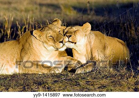 Lion pair - Masai Mara National Reserve, Kenya View Large Photo Image Stock Photo - Lion pair - Masai Mara National Reserve, Kenya. Fotosearch